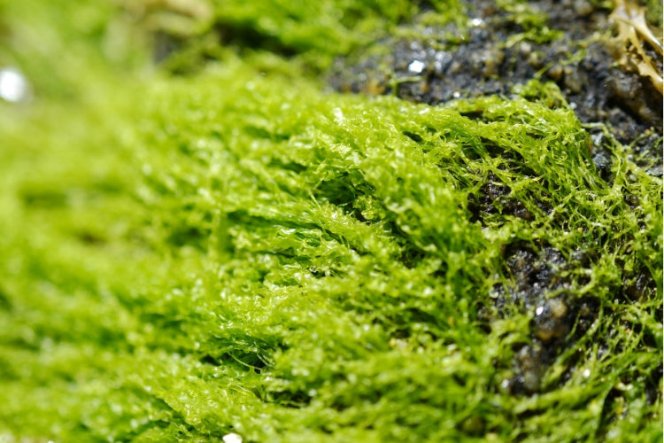 SPIRULINA