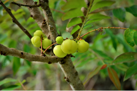 AMLA