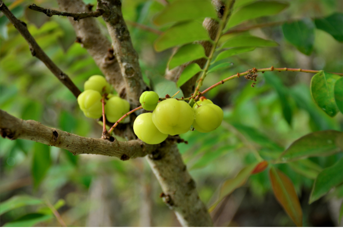 AMLA
