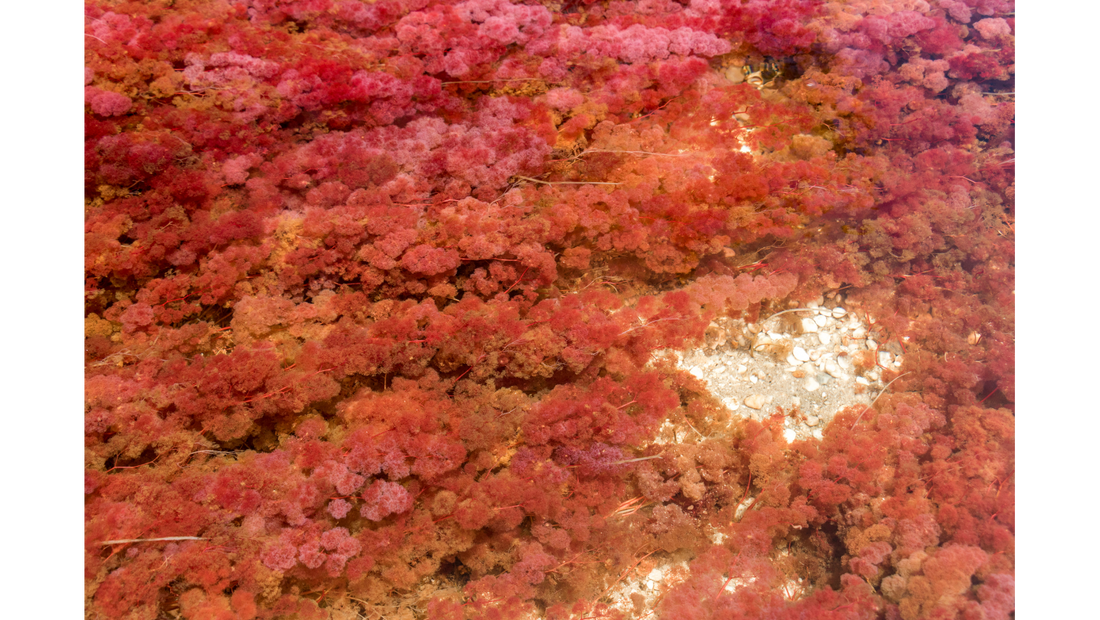 ASTAXANTHIN