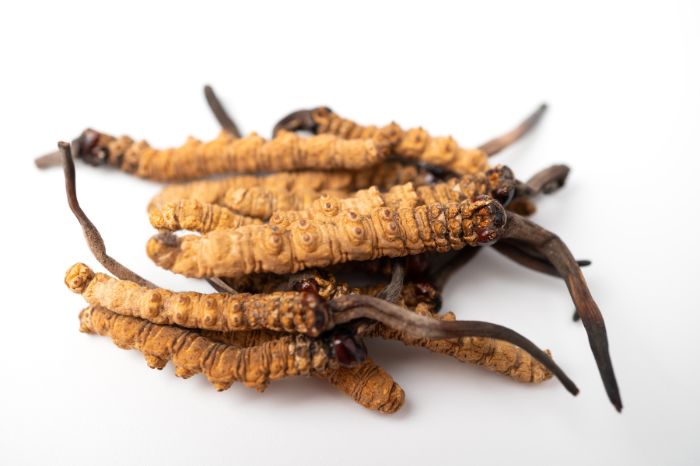 CORDYCEPS