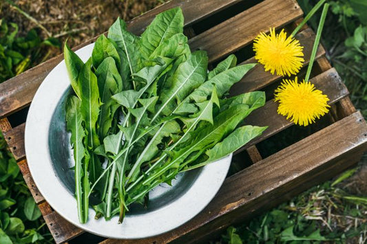 DANDELION LEAF
