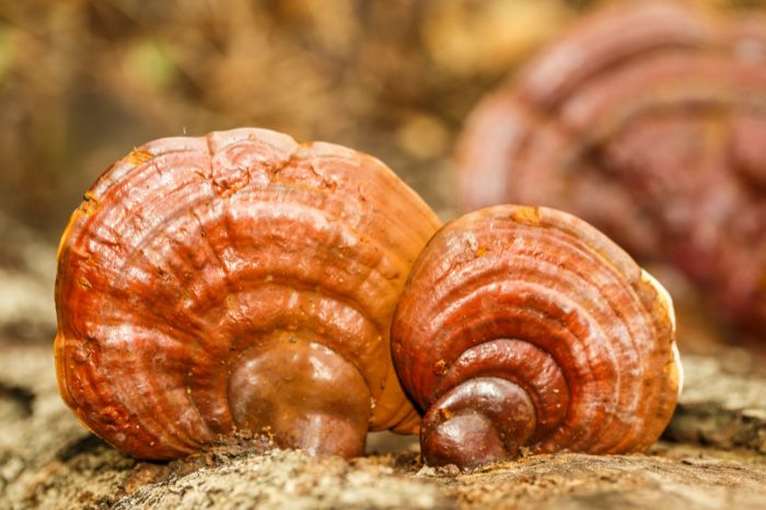 GANODERMA