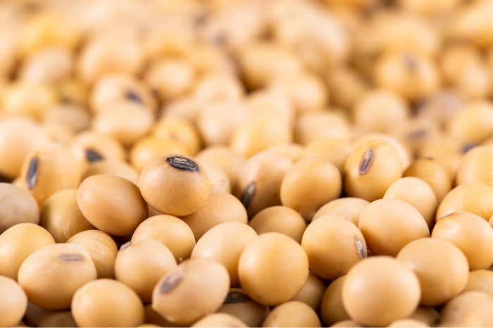 LECITHIN