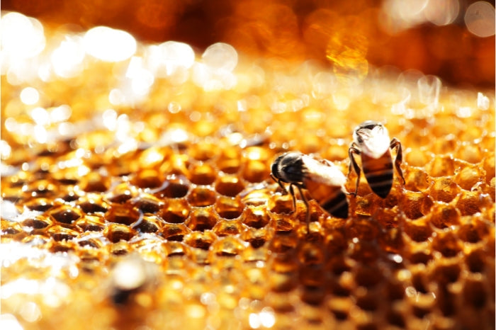 PROPOLIS