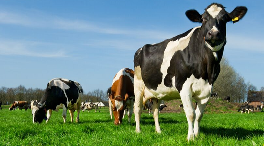 COLOSTRUM