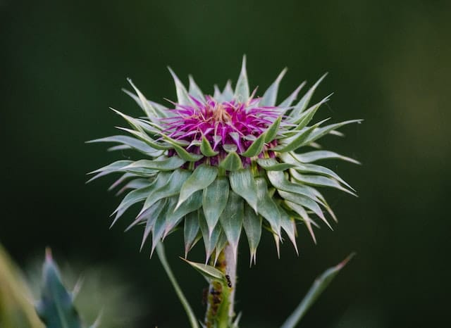 MILK THISTLE