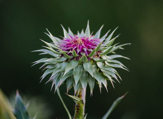 MILK THISTLE
